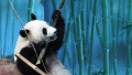 从南方老家来沈阳的4只大熊猫咋样过冬？