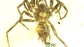 新发现!南京“科学侠”揭秘：1亿年前“怪物蜘蛛”长尾巴