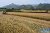 德州小麦进入返青期　气象部门提醒尽早浇小麦返青水