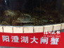今年阳澄湖大闸蟹产量减少　在福州售价上涨两三成　