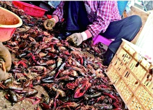 白沙洲商户们挑出的死虾有人上门购买。