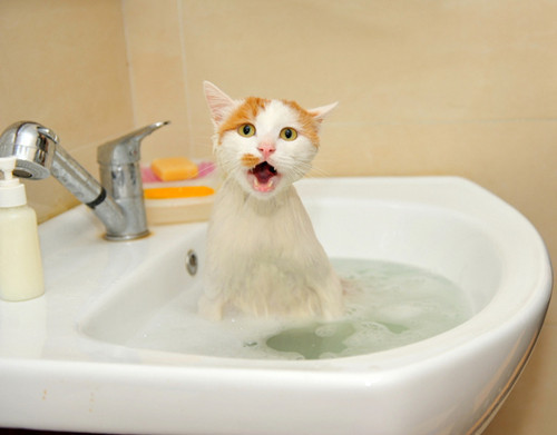 猫咪多久洗一次澡最合适呢,怎样给猫咪洗澡-中