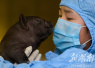 猪胰岛异种移植湖南引领世界水平
