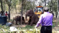 印度村民用拖拉机帮助因缺水倒地的大象站起