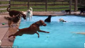 玩嗨了！美宠物狗日托中心为狗狗们举办游泳派对