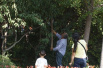郑州植物园内老人拿棍打银杏树获取果实　见被拍照脸红离开