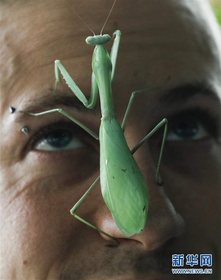 蹬鼻上脸 1月3日，在英国伦敦动物园举行的年度盘点上，一只螳螂爬到饲养员的脸上。 记者 韩岩/摄