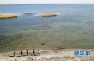 新疆福海：“湖长制”为乌伦古湖的健康护航