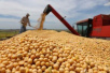 通讯：美国豆农担心成为中美贸易摩擦受害者