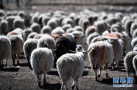 西藏牧区千年习俗——羊净身