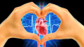 日本研究发现心脏衰竭新诱因　神秘蛋白质被找到