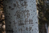 沈阳男子持续4年在树上刻字表白 已伤19棵树