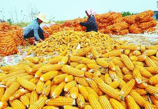 大连商品交易所:玉米期货集团交割相关规则落