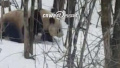 佛坪熊猫自然保护区 游人偶遇雪中大熊猫拍照