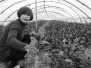 滁州一村民以特种蔬菜种植打开增收“新路子”