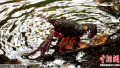 小龙虾“霸占”德国柏林公园　已被捕获3000只