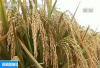 袁隆平：如果世界一半稻田种杂交稻　将多养活五亿人