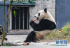 海归大熊猫结束隔离检疫与公众见面