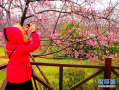 上海樱花节即将揭幕