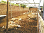 山东百只羊吃大葱中毒死亡　两种植户获刑7个月和6个月