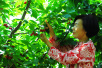 烟台：樱桃产业助力乡村振兴