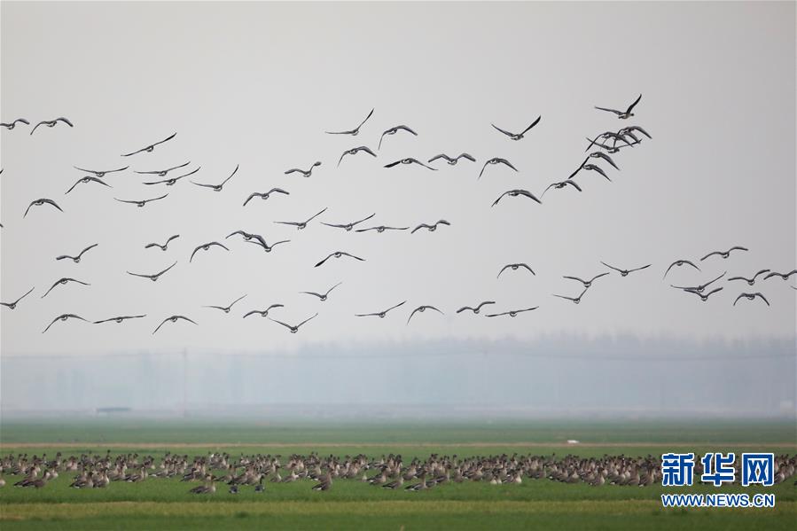（环境）（2）黄河湿地群雁来临