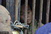 35 岁女子17岁时突患 “怪病 ”，被家人锁在笼子里圈养！