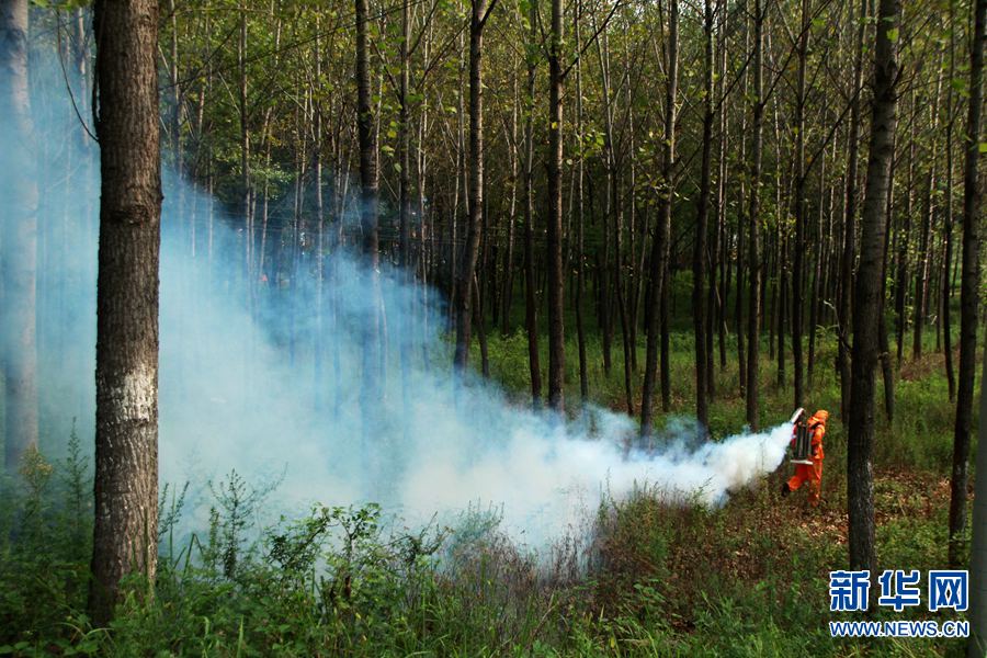 8月15日，内乡县林业局的技术人员采用弯管式喷烟机防治杨树病虫害。