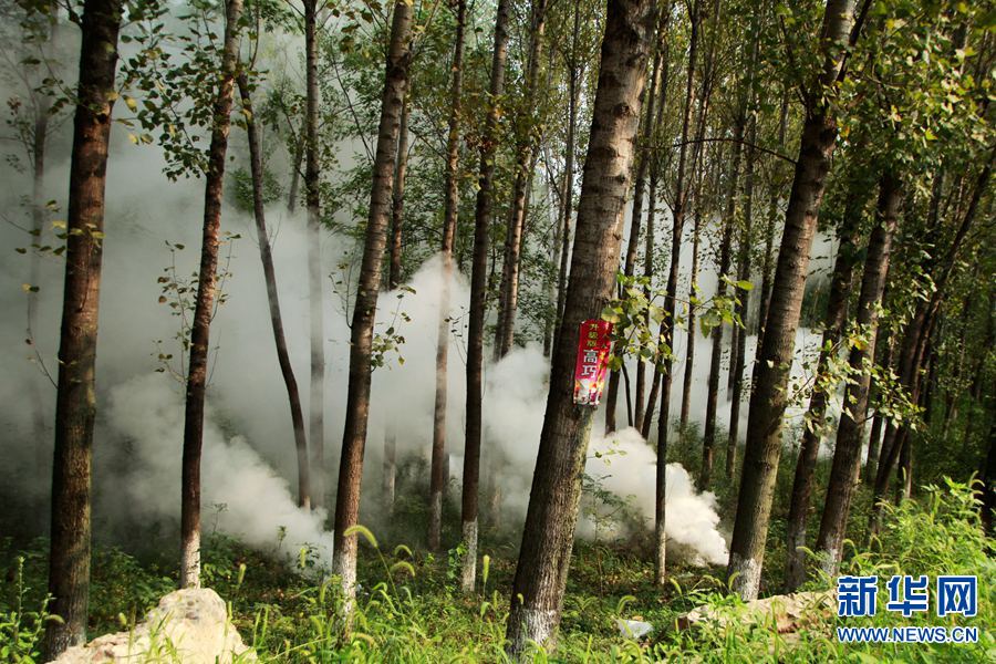 8月15日，内乡县林业局的技术人员燃放敌马烟剂、白僵菌粉炮防治杨树病虫害。