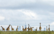 有趣！肯尼亚长颈鹿令远处摩天大楼相形见矮