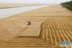 山东5791万亩小麦开机收割　6月8日到10日麦收达到高峰