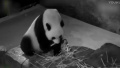 中国回应旅美大熊猫人工授精：老年也有生育能力