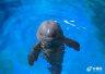 国内首只人工繁殖饲养的江豚迎来“一周岁”生日