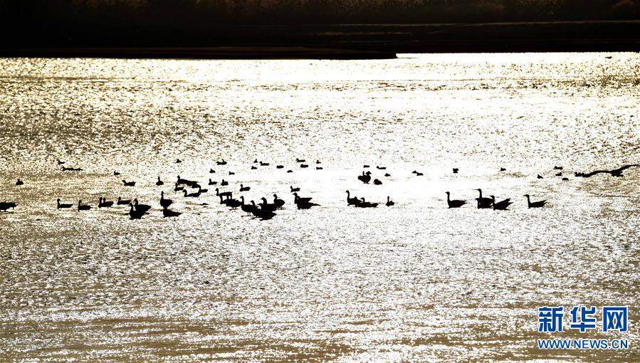 （新华视界）（3）河南洛阳：黄河湿地群鸟翩跹