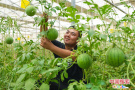 “空中”西瓜“生吃”番茄!清豐最美果園里的“甜蜜事業”